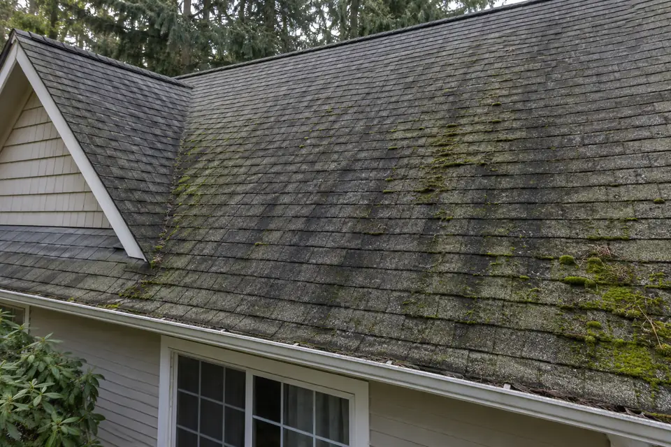 Are black streaks and moss bad for your roof?